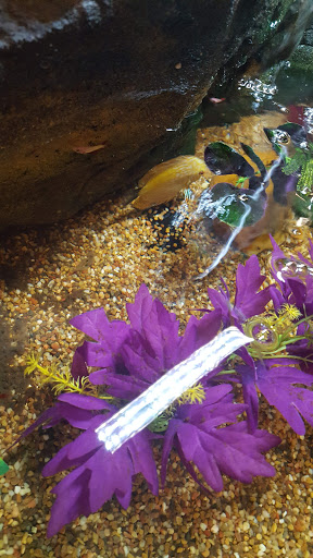 Pet Store «Pet Kingdom», reviews and photos, 4650 S Cleveland Ave, Fort Myers, FL 33907, USA