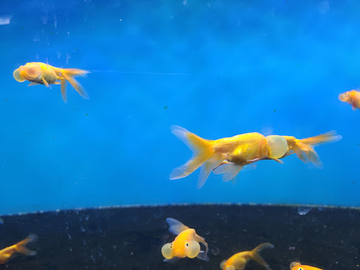 Tropical Fish Store «Exotic Aquarium», reviews and photos, 6643 Franklin Blvd, Sacramento, CA 95823, USA