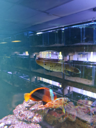 Tropical Fish Store «River City Aquatics», reviews and photos, 12108 Roxie Dr, Austin, TX 78729, USA