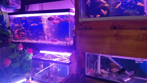 Pet Supply Store «New Lucky Fish Aquarium & Pet Supply», reviews and photos, 4818 8th Ave, Brooklyn, NY 11220, USA