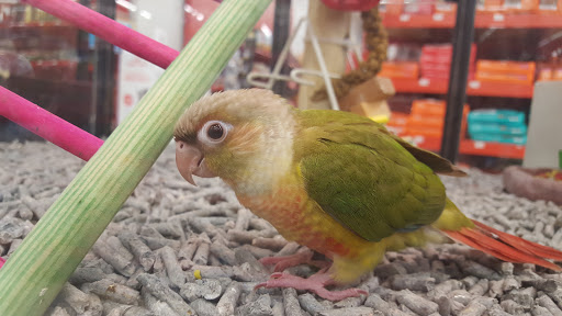 Pet Supply Store «Petco Animal Supplies», reviews and photos, 6596 Youree Dr, Shreveport, LA 71105, USA