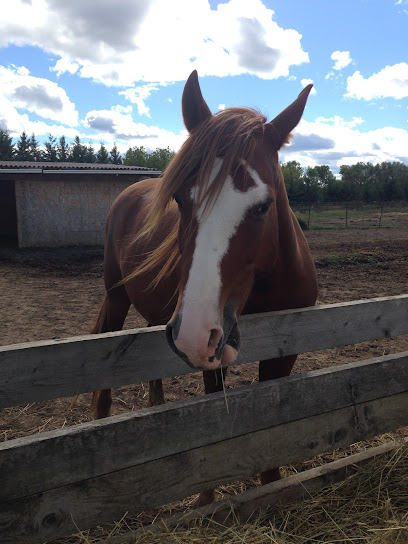 Pony club