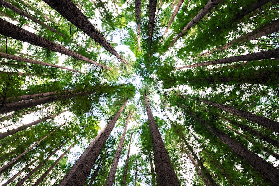 Murfreesboro Tree Service