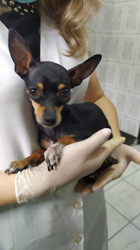 Centro Médico Veterinário Dutra em São Paulo - SP