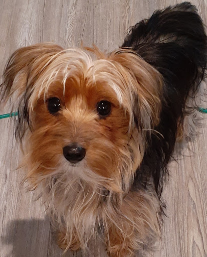 Pet Supply Store «PetSmart», reviews and photos, 14137 Rivergate Pkwy, Charlotte, NC 28273, USA