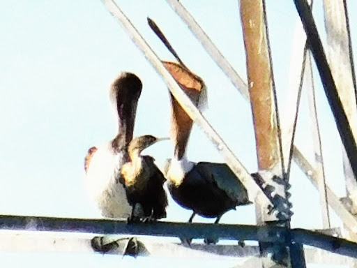 Nature Preserve «Baytown Nature Center», reviews and photos, 6213 Bayway Dr, Baytown, TX 77520, USA