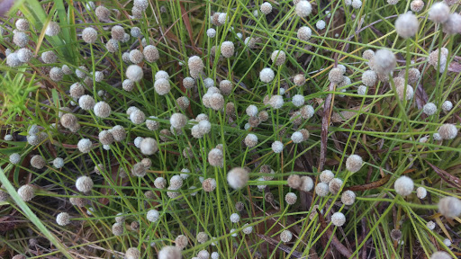 Nature Preserve «Conner Preserve», reviews and photos, 22500 FL-52, Land O Lakes, FL 34637, USA