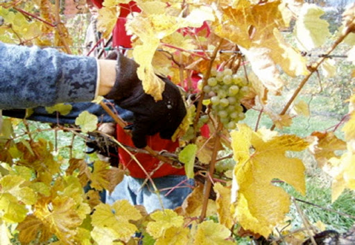 Winery «Saint Joseph Vineyard - Pinot Vista Tasting Room», reviews and photos, 7882 Warner Rd, Madison, OH 44057, USA