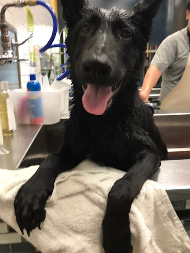 Pet Supply Store «Unleashed by Petco», reviews and photos, 432 Westlake Center, Daly City, CA 94015, USA