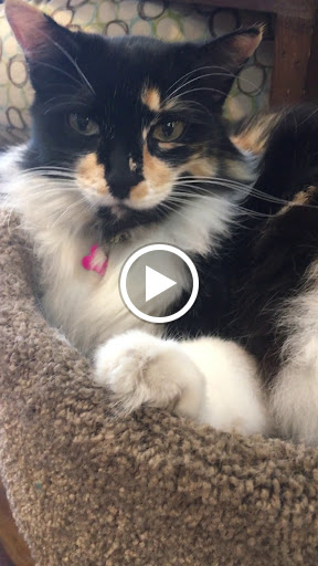 Pet Supply Store «Pet Foods Market & Supplies», reviews and photos, 1816 N Sepulveda Blvd, Manhattan Beach, CA 90266, USA