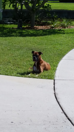 Pet Boarding Service «Ohana Pet Resort», reviews and photos, 25 N Grove St, Merritt Island, FL 32953, USA