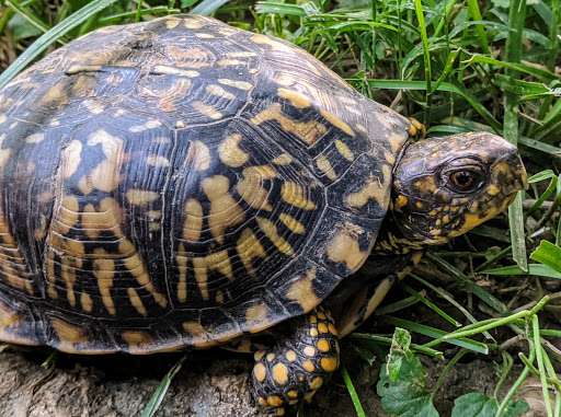 Park «George Rogers Clark Park», reviews and photos, 1024 Thruston Ave, Louisville, KY 40217, USA