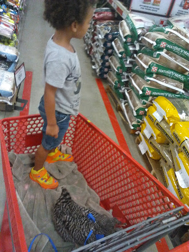 Home Improvement Store «Tractor Supply Co.», reviews and photos, 7351 N US Hwy 441, Ocala, FL 34475, USA