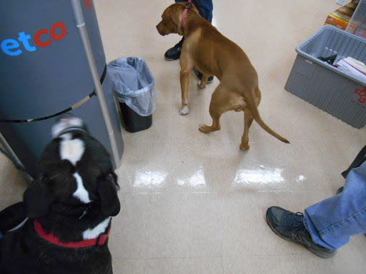 Pet Supply Store «Petco Animal Supplies», reviews and photos, 1065 Kennedy Rd, Windsor, CT 06095, USA