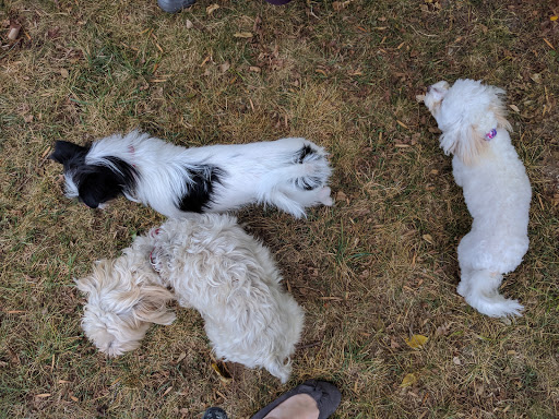 Dog Trainer «Mad 4 My Dog», reviews and photos, 702 E Temperance St, Ellettsville, IN 47429, USA