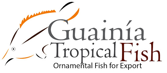 Guainia Tropical Fish