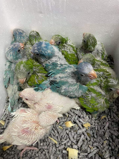 Pet Store «Fish-N-Pets Unlimited», reviews and photos, 11710 Bissonnet St, Houston, TX 77099, USA