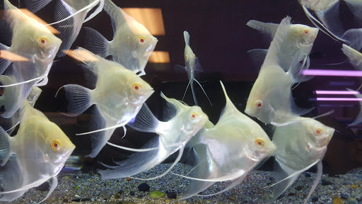 Aquarium Shop «Aquarium Arts», reviews and photos, 1810 W Baseline Rd #1, Mesa, AZ 85202, USA