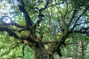 Great Oak of Fukasawa image
