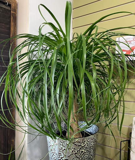 Florist «Garden Fantasy on Main», reviews and photos, 210 Main St, Belleville, MI 48111, USA