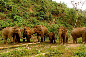 Elephant Conservation Center image