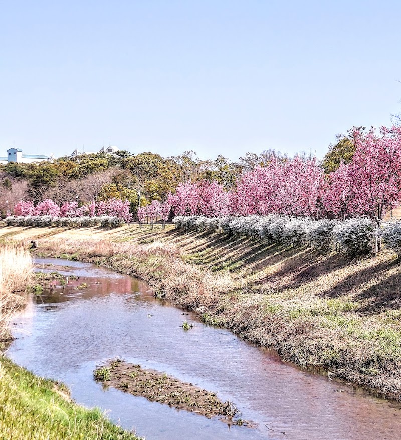半場川の陽光桜