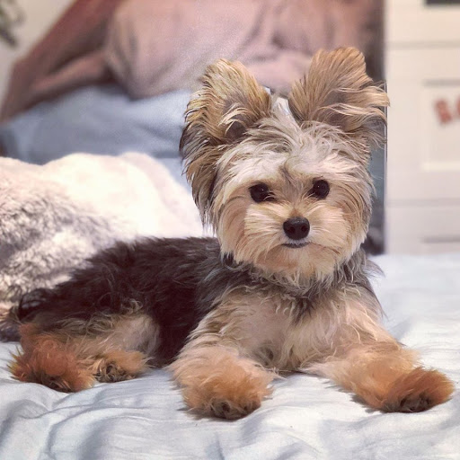 Pet Store «Petland of Plantation», reviews and photos, 801 S University Dr, Plantation, FL 33324, USA