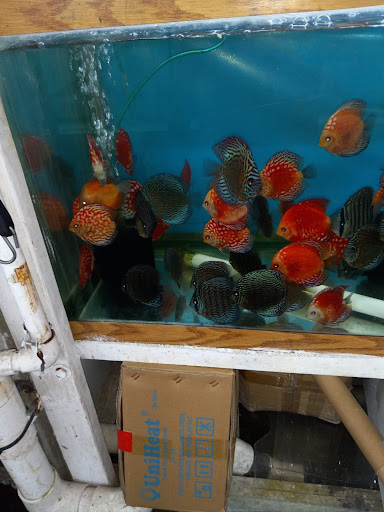 Tropical Fish Store «Jack Wattley Discus», reviews and photos, 6944 NE 4th Ave, Miami, FL 33138, USA