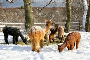 Faraway Farm Alpacas image