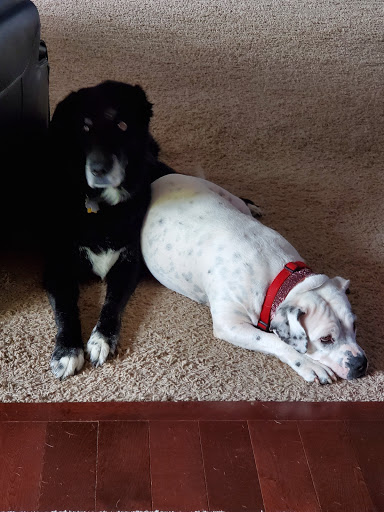 Pet Supply Store «Healthy Dogma», reviews and photos, 2643 S Lapeer Rd, Orion Charter Township, MI 48360, USA