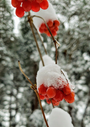 Park «Seward Park», reviews and photos, 5900 Lake Washington Blvd S, Seattle, WA 98118, USA