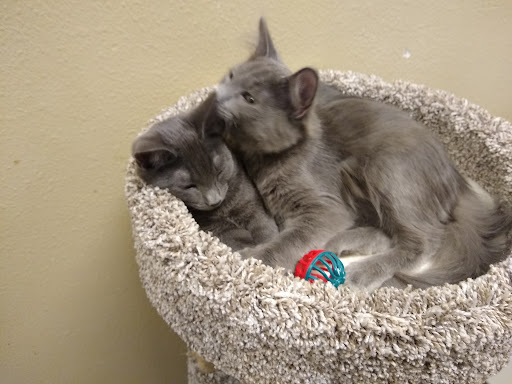 Pet Supply Store «PetSmart», reviews and photos, 16257 N Scottsdale Rd, Scottsdale, AZ 85254, USA