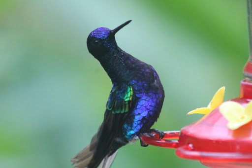 Travel Agency «Condor Tours & Travel, Inc», reviews and photos, 1760 Spectrum Dr #106, Lawrenceville, GA 30043, USA