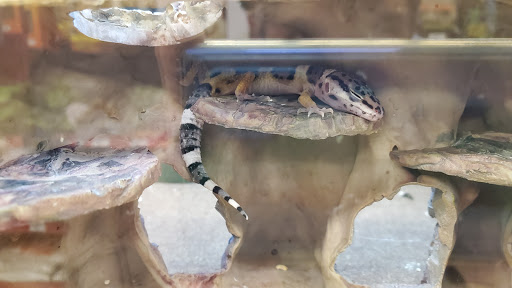 Pet Supply Store «Petco Animal Supplies», reviews and photos, 200 Center Blvd S, Christiana, DE 19702, USA