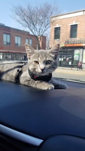 Pet Supply Store «Petco Animal Supplies», reviews and photos, 61-23 190th St, Fresh Meadows, NY 11365, USA