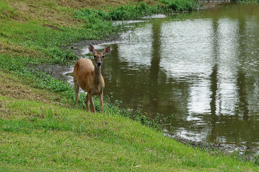 Golf Course «Beacon Lakes Golf Club - OPEN to the PUBLIC», reviews and photos, 801 FM646, Dickinson, TX 77539, USA
