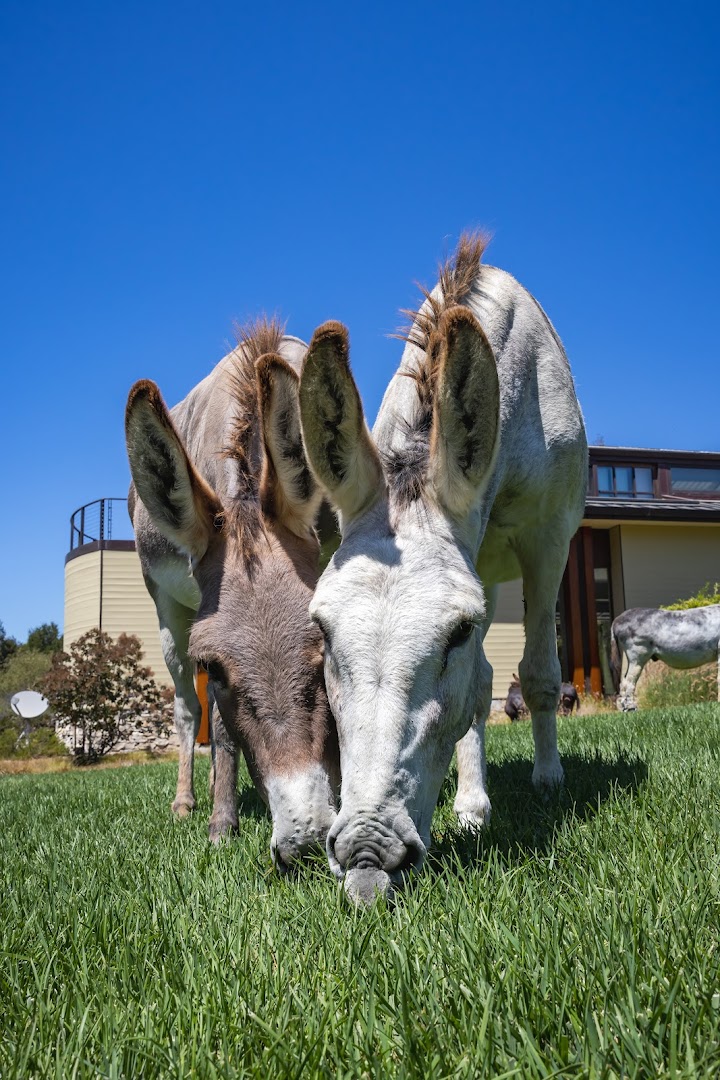 Rancho Burro Donkey Sanctuary