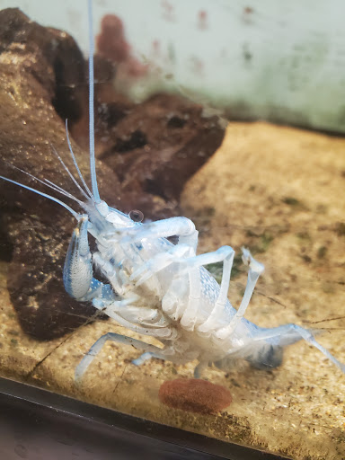 Tropical Fish Store «Pet Friendly Inc», reviews and photos, 845 Manitou Rd, Hilton, NY 14468, USA