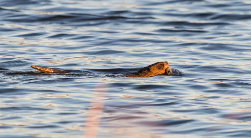 Nature Preserve «Rollins Savanna Forest Preserve», reviews and photos, 20160 W Washington St, Grayslake, IL 60030, USA