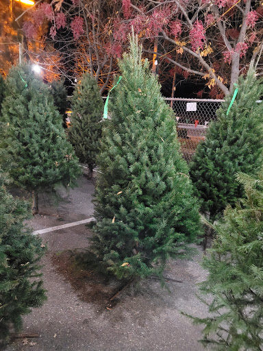 Dave's Christmas Trees