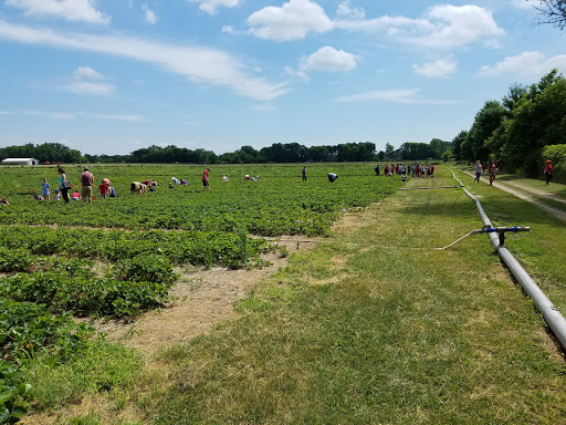 Pine Tree Orchard Strawberry Field