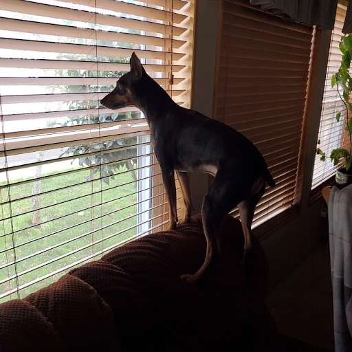 Pet Supply Store «Petco Animal Supplies», reviews and photos, 8775 SW Tualatin-Sherwood Rd, Tualatin, OR 97062, USA