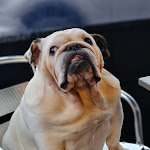 Photo n° 2 de l'avis de regis.e fait le 25/02/2022 à 08:22 pour Chez Paulette à Mouvaux