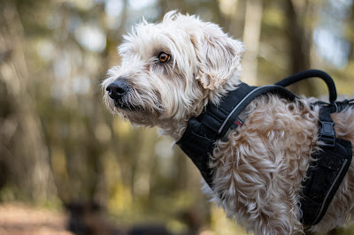 L'odyssée des chiens à Epagny Metz-Tessy