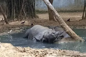 Rhino image