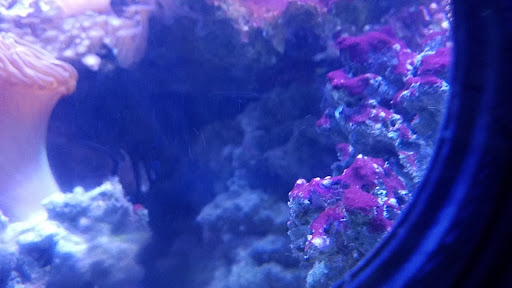 Pet Store «Birds & Beasts Pet Shop», reviews and photos, 35 Berkshire Dr # 18, Crystal Lake, IL 60014, USA