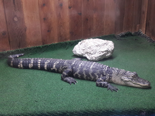 Pet Store «Critter Pet Shop», reviews and photos, 19309 Ecorse Rd, Allen Park, MI 48101, USA