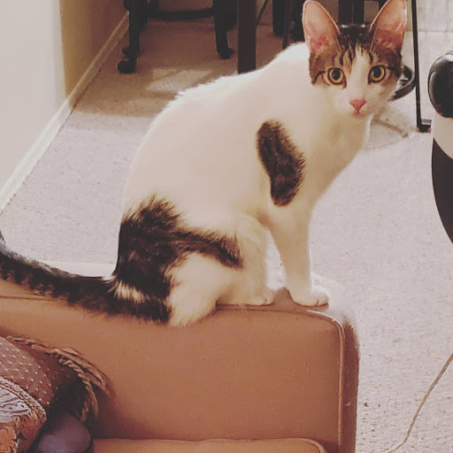 Pet Supply Store «PetSmart», reviews and photos, 3610 Rosecrans St, San Diego, CA 92110, USA