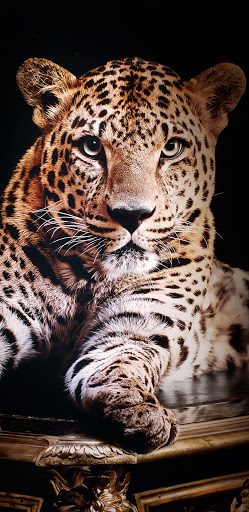 Jewelry Store «Cartier», reviews and photos, 250 Post St, San Francisco, CA 94108, USA