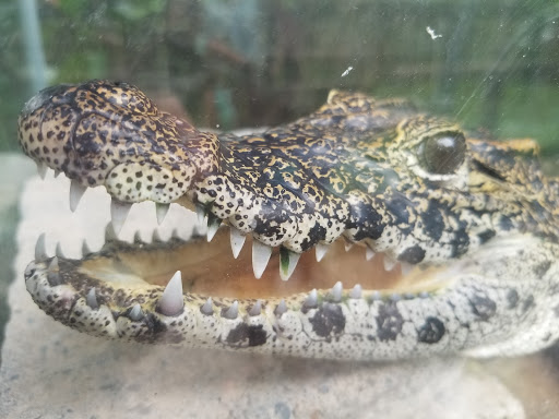 Zoo «Croc Encounters», reviews and photos, 8703 Bowles Rd, Tampa, FL 33637, USA